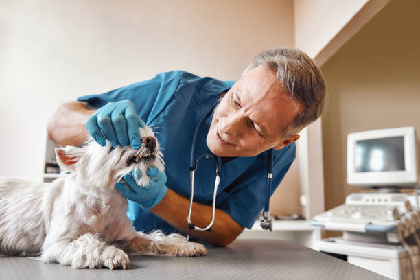 Best Emergency Tooth Extraction in George Mason, VA